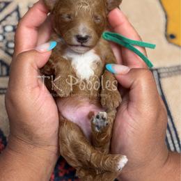 Simba - Red  male Poodle puppy in Belleville, New Jersey from TK Poodles