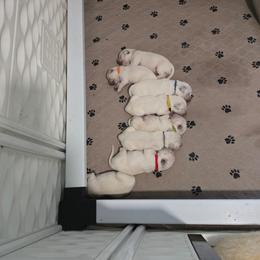Fifth pick male - Light golden male Golden Retriever puppy in Muncie, Indiana from Scarlett Creek Retrievers and Samoyeds