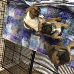 French Bulldog Puppies from PNW French Bulldogs