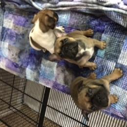 French Bulldog Puppies from PNW French Bulldogs