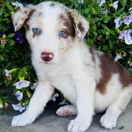 Boy 3 - red merle tri - Red merle male Border Collie puppy in Minden, Iowa from Rocking N Registered Border Collies & Labradors