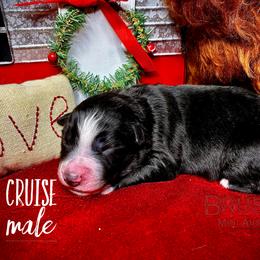BRUSHY CREEKS CRUISE - Black tri-color male Australian Shepherd puppy in Red Oak, Texas from Brushy Creek Aussies & Mini Aussies