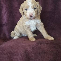 Onyx - Apricot male Goldendoodle puppy in Morriston, Florida from Florida's Joyful Goldendoodles