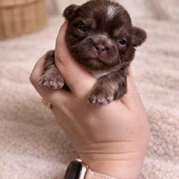 Kallista Kouture - Liver and white female Shih Tzu puppy in Trinity, North Carolina from Trinity Shih Tzu