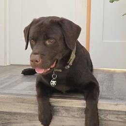 Labrador Retriever puppies from Cougar Creek