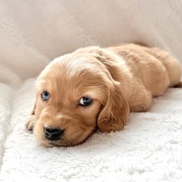 Companion Cross Puppies from Happy Tails Mini Goldens