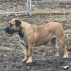 Uno - Boerboel