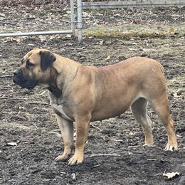 Uno - Boerboel
