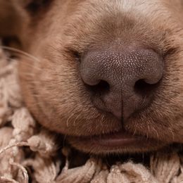 Dachshunds from Johnson's Teeny Weenies