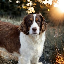 Trina - English Springer Spaniel