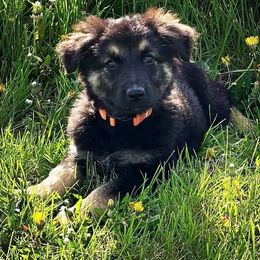 German Shepherd Puppies from Scenic Creek German Shepherds