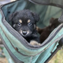 Crow - Black tri male Miniature Australian Shepherd puppy in Bethany, Illinois from Rachel at Marrowbone Creek Aussies