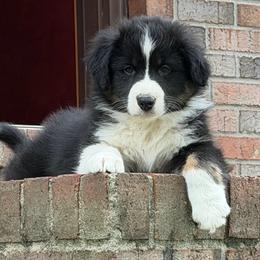 Gunner - Black tri-color male Australian Shepherd puppy in Lynnville, Indiana from Moonlightaussies
