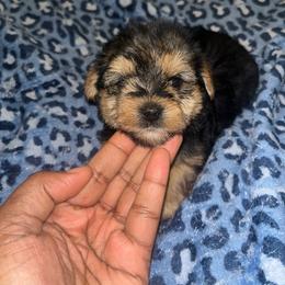 Nala 2500 - Black and tan female Yorkipoo puppy in Gastonia, North Carolina from Banks Dynasty Kennel
