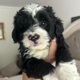 Boy 3 - Black and white male Aussiedoodle puppy in Scottsboro, Alabama from Lisa’s Curly Puppies