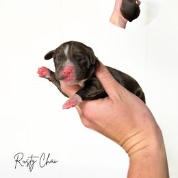 Choc Tri - Tri-color male Australian Labradoodle puppy in Wamego, Kansas from Doodles of Oz