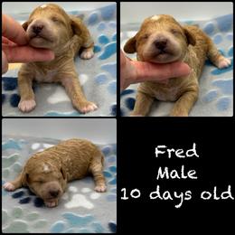 Fred - Red  male Poodle puppy in Grass Valley, California from Sapphire Ridge Poodles