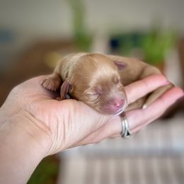 Boy 2 (Apricot) - Apricot male Cavapoo puppy in Coal City, Indiana from Wednesday & Co