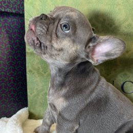 Tui - Blue male French Bulldog puppy in Riverview, Florida from The Frenchie Lady Co.