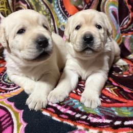 Boy 2 - Yellow male Labrador Retriever puppy in Newtown, Connecticut from Tiger Rose Labradors