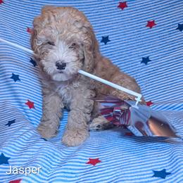 Jasper - Buff male Cockapoo puppy in Sunset, Louisiana from Cano Cockapoos