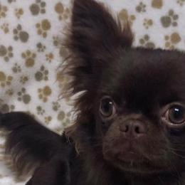 Chihuahuas from Hutton’s Buttons