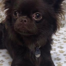 Chihuahuas from Hutton’s Buttons