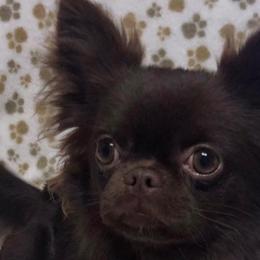 Chihuahuas from Hutton’s Buttons