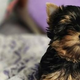 Yorkshire Terriers from CHABRE Yorkshire Terriers