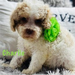 Charlie - Red and white male Cockapoo puppy in Marshall, Arkansas from Darling Doodles and Cockapoos