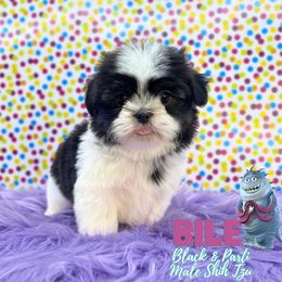 Bile - Black and white male Shih Tzu puppy in Cypress, Texas from Brady's Birddogs