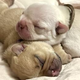 Rafferty - Cream male French Bulldog puppy in Dubois, Idaho from White Hippo Frenchies