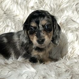 Starla's Black and Cream Dapple - Dapple female Dachshund puppy in Kalama, Washington from Dazzling Doxies