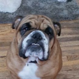 Bulldog All Grown Up from Shawn Anton