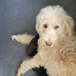 Barley - Labradoodle