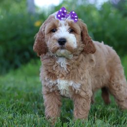 Black Collar Girl - Parti female Goldendoodle puppy in Applecreek, Ohio from Pleasant Acre Farms