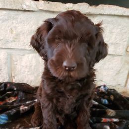 Labradoodle Puppies from TLC Labradoodles