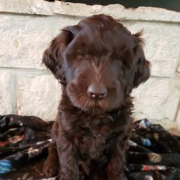 Labradoodle Puppies from TLC Labradoodles
