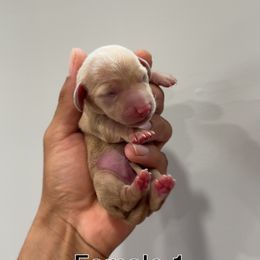 Girl 1 - Cream female Dachshund puppy in Hughson, California from Raws Doxies