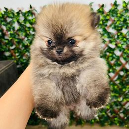 Pomeranian Puppies from Dory Poms Zuñiga