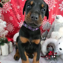 Purple - Black and rust female Doberman Pinscher puppy in Anderson, Indiana from Legendary Kennels