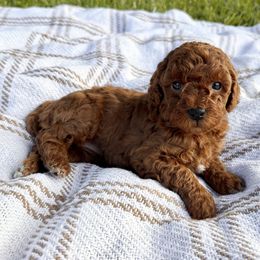 Amber - Red  female Poodle puppy in Florida from Rouge Poodles