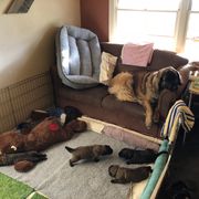 Leonberger Puppies from Tipping Point Leonbergers