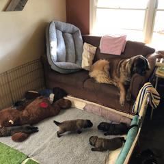 Leonberger Puppies from Tipping Point Leonbergers