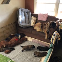 Leonberger Puppies from Tipping Point Leonbergers
