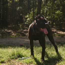 Cane Corso Puppies from Dolce Luna Corsos