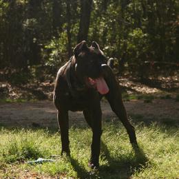 Cane Corso Puppies from Dolce Luna Corsos
