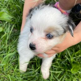Little blue merle girl - Blue merle female Toy Australian Shepherd puppy in Springfield, Missouri from Donnie's Miniature & Toy Australian Shepherds