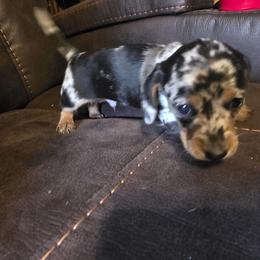 Dachshund Puppies from Joseph Dachshund's