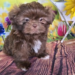 Shih Tzu Puppies from Adeline Joys Shih tzus of Roanoke Virginia
